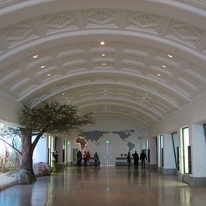 California Academy of Sciences - African Hall
