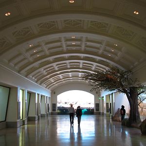 California Academy of Sciences - African Hall