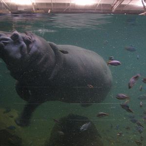 West African River Experience