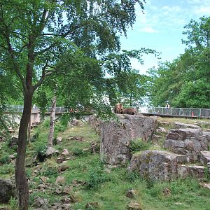 Brown bear exhibit no 2