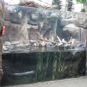 North American Wilderness - River Otter