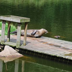 Mixed exhibit:: seals and sheep?!!!