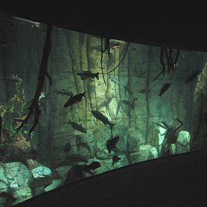 In the Desert - Aquarium