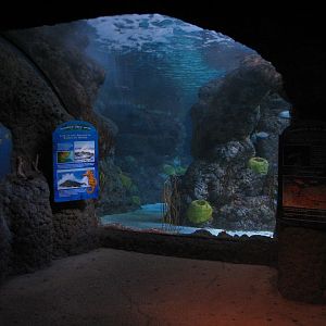 Under The Sea - Aquarium