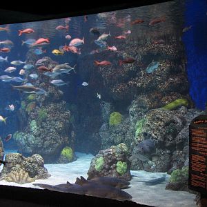 Under The Sea - Aquarium
