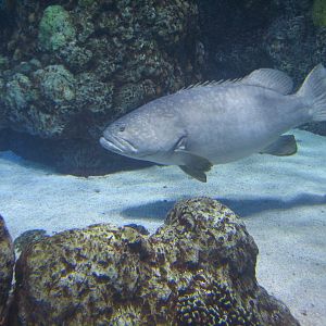 Under The Sea - Queensland Grouper