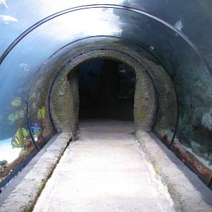 Under The Sea - Aquarium Tunnel