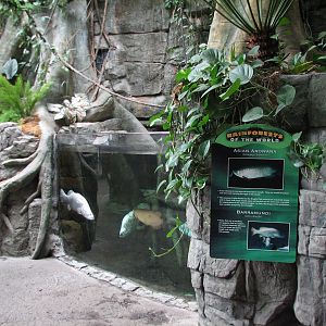 Rainforest - Asian Fish