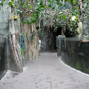 Rainforest - Exhibit Path