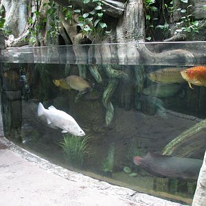 Rainforest - Asian Fish