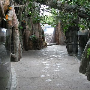Rainforest - Exhibit Path