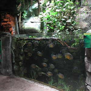 Rainforest - Pirahna