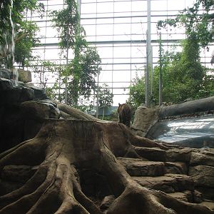 Rainforest - Sumatran Tiger Habitat