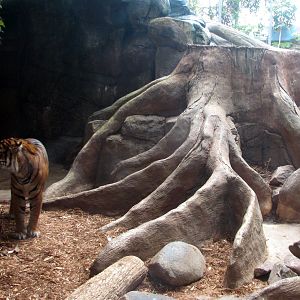 Rainforest - Sumatran Tiger