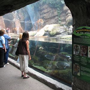 Rainforest - Sumatran Tiger Viewing Area