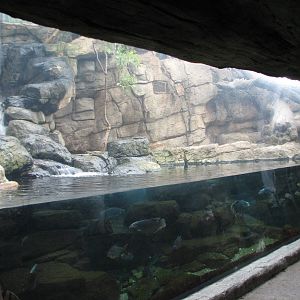 Rainforest - Sumatran Tiger Viewing Area