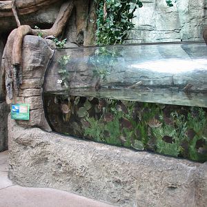 Rainforest - mangrove Aquarium