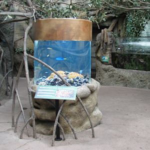 Rainforest - Mangrove Aquariums