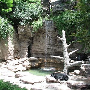 Historic Bear Mountain - Asiatic Black Bear