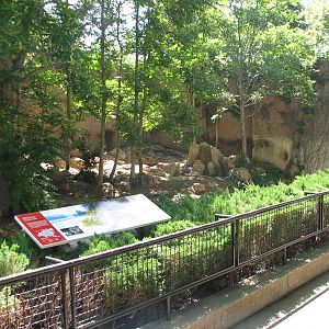 Felines - Amur Tiger Outdoor Exhibit