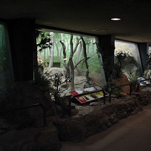 Felines - Interior Exhibits