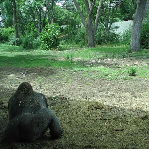 Primate Panorama - Gorilla Exhibit