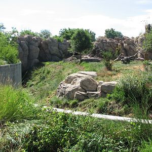 Predator Ridge - Lion Exhibit