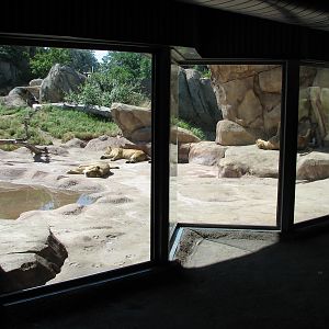 Predator Ridge - Lion Viewing Area