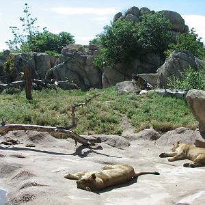 Predator Ridge - Lion Exhibit