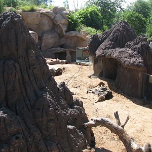 Predator Ridge - Mongoose Exhibit