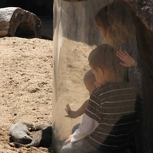 Predator Ridge - Mongoose Exhibit