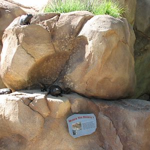 Predator Ridge - Rock Hyrax Sculpture