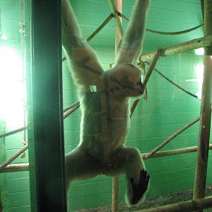 White-Cheeked Gibbon