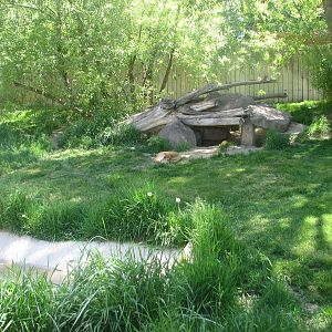 New Guinea Singing Dog