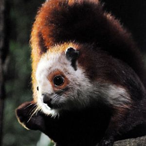 giant flying squirrel