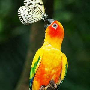 sun conure & tree nymph