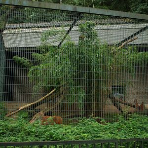 Big Cat house - Golden cat outdoor cage