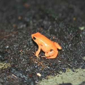 Golden Mantella Frog @ Cotswold ; 02.07.09