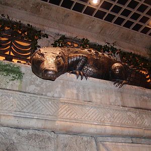 Shark Reef at Mandalay Bay