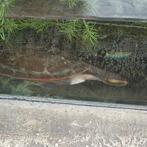 Shark Reef at Mandalay Bay