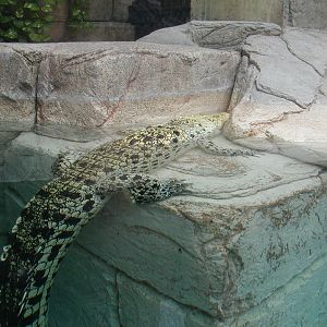 Shark Reef at Mandalay Bay