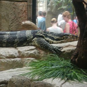 Shark Reef at Mandalay Bay