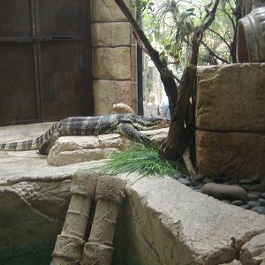 Shark Reef at Mandalay Bay