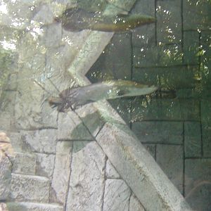 Shark Reef at Mandalay Bay