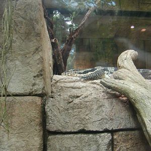 Shark Reef at Mandalay Bay