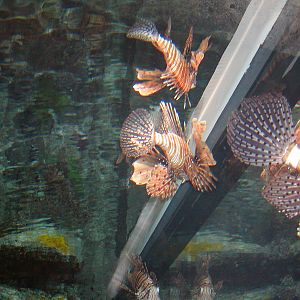 Shark Reef at Mandalay Bay