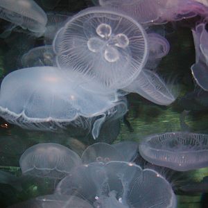 Shark Reef at Mandalay Bay