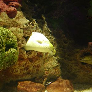 Shark Reef at Mandalay Bay