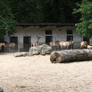 Przewalski wild horse offspring