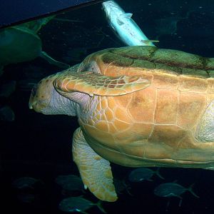 Ocean Realm - Loggerhead Sea Turtle